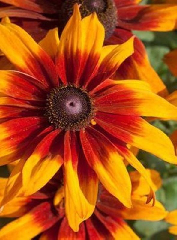 Rudbeckia hirta ‘Autumn Colours’