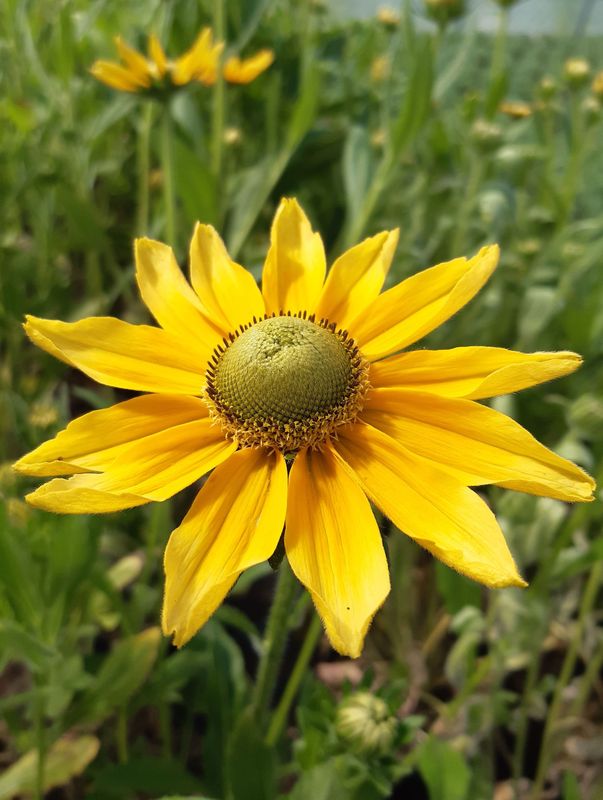 Rudbeckia hirta ‘Praire Sun’
