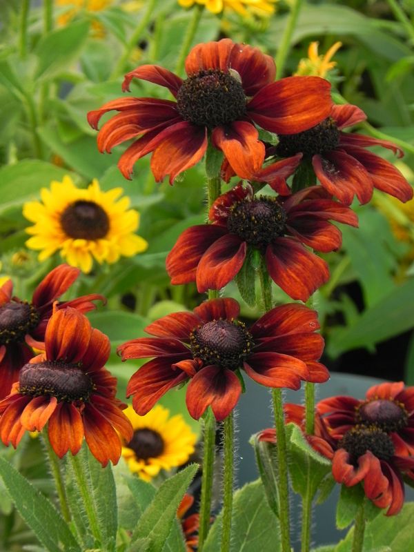 Rudbeckia hirta ‘Summerina™ Pumpernickel’