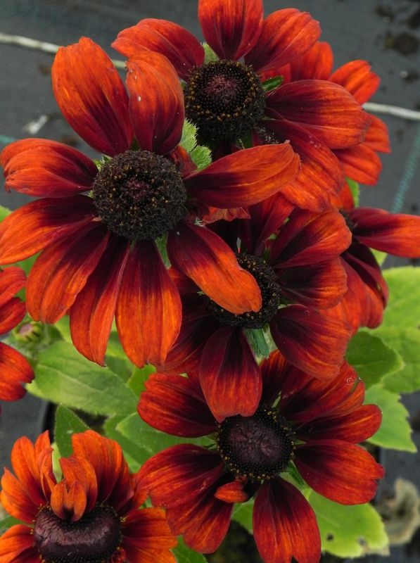 Rudbeckia hirta ‘Summerina™ Pumpernickel’