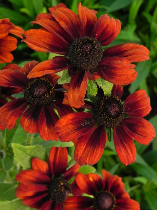 Rudbeckia hirta ‘Summerina™ Pumpernickel’