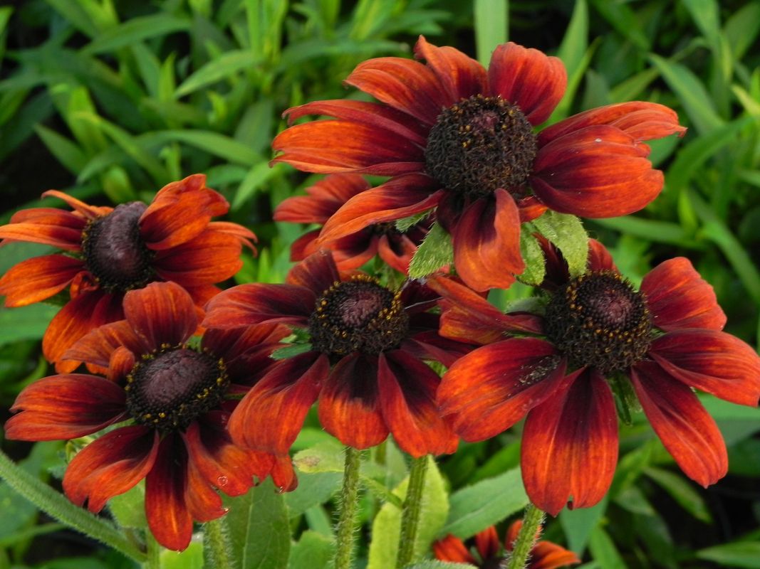 Rudbeckia hirta ‘Summerina™ Pumpernickel’
