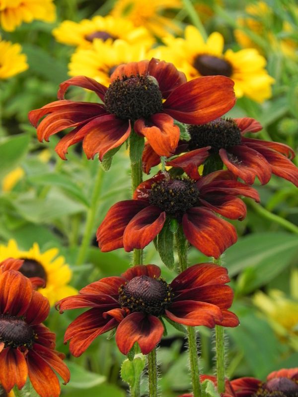 Rudbeckia hirta ‘Summerina™ Pumpernickel’