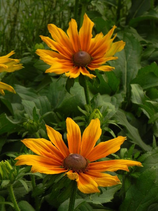 Rudbeckia hirta ‘Summerina™ Butterscoth Biscuit’