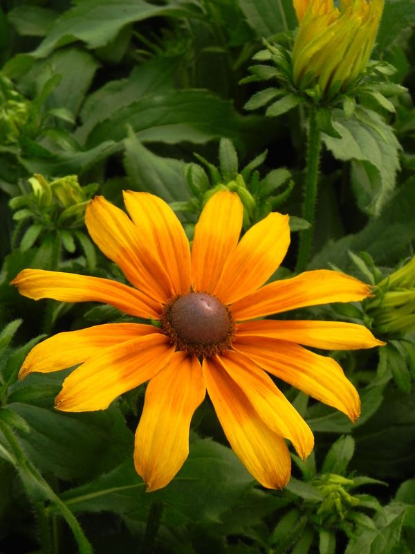 Rudbeckia hirta ‘Summerina™ Butterscoth Biscuit’