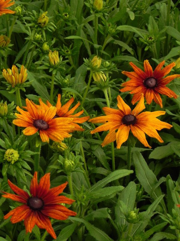 Rudbeckia hirta ‘Summerina™ Orange’