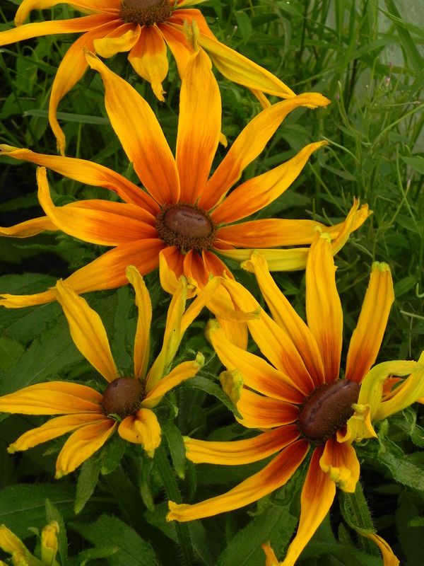 Rudbeckia hirta ‘Summerina™ Sunchaser’