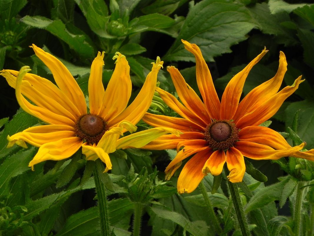 Rudbeckia hirta ‘Summerina™ Sunchaser’
