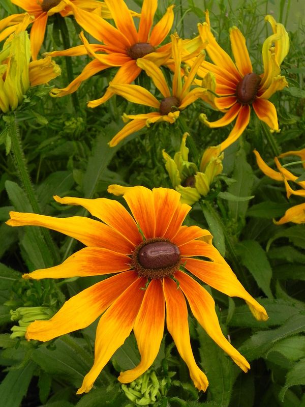 Rudbeckia hirta ‘Summerina™ Sunchaser’