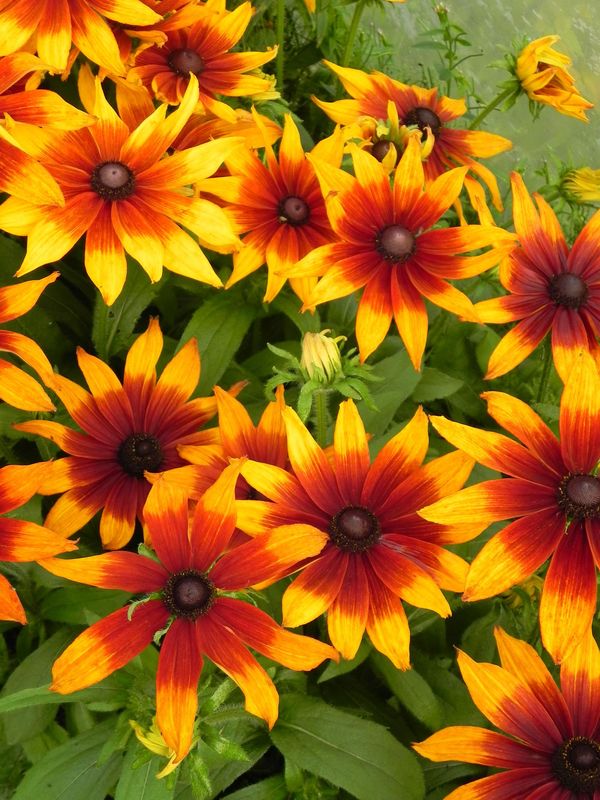Rudbeckia hirta ‘Summerina™ Sunreef’