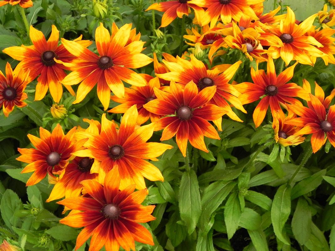 Rudbeckia hirta ‘Summerina™ Sunreef’