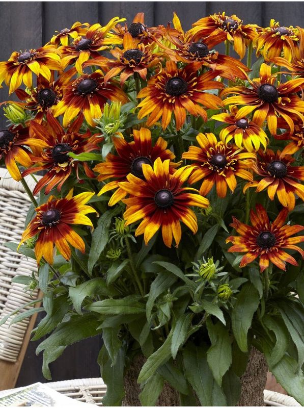 Rudbeckia hirta ‘Summerina™ Fringle Fudge’
