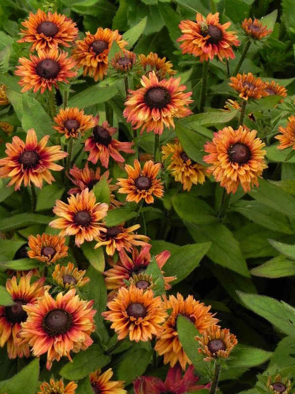 Rudbeckia hirta ‘Summerina™ Glow Dizz’