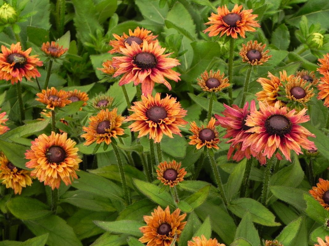 Rudbeckia hirta ‘Summerina™ Glow Dizz’