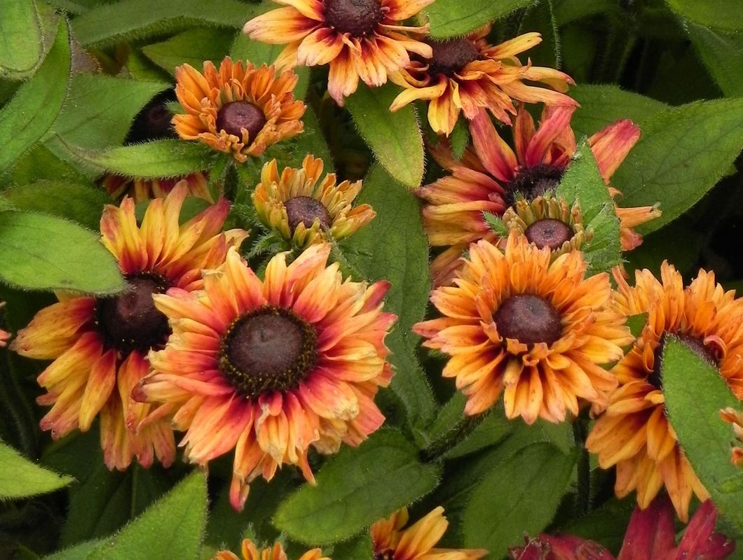 Rudbeckia hirta ‘Summerina™ Glow Dizz’