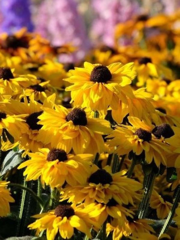 Rudbeckia hirta ‘Summerina™ Sun`s Up’