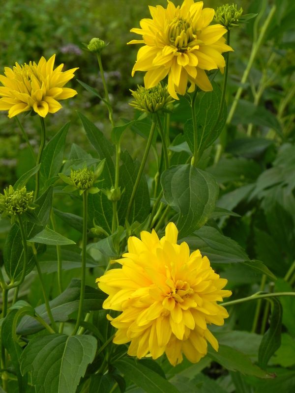 Rudbeckia laciniata ‘Hortensia’