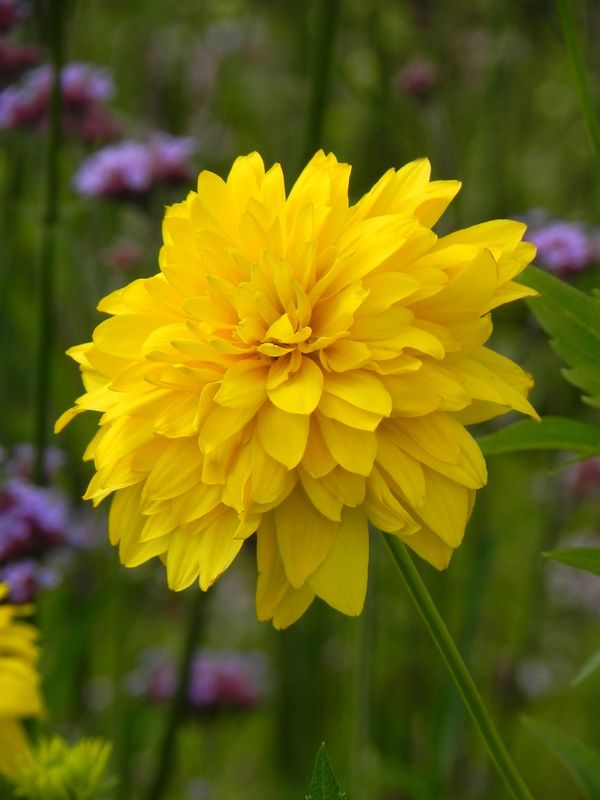 Rudbeckia laciniata ‘Hortensia’