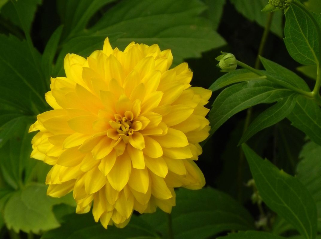 Rudbeckia laciniata ‘Hortensia’