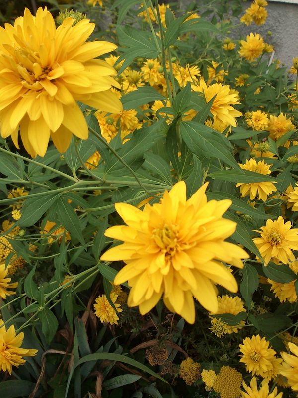 Rudbeckia laciniata ‘Hortensia’