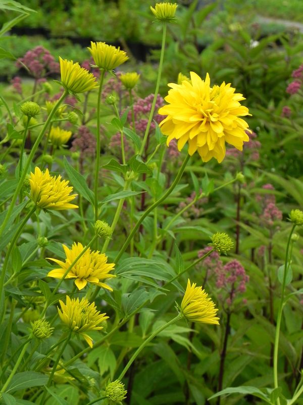 Rudbeckia laciniata ‘Goldquelle’