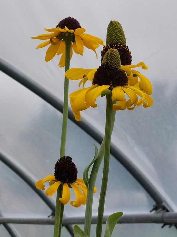 Rudbeckia maxima