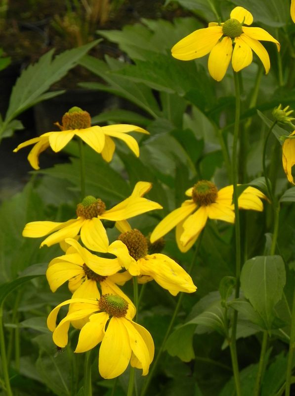 Rudbeckia nitida ‘Herbstsonne’