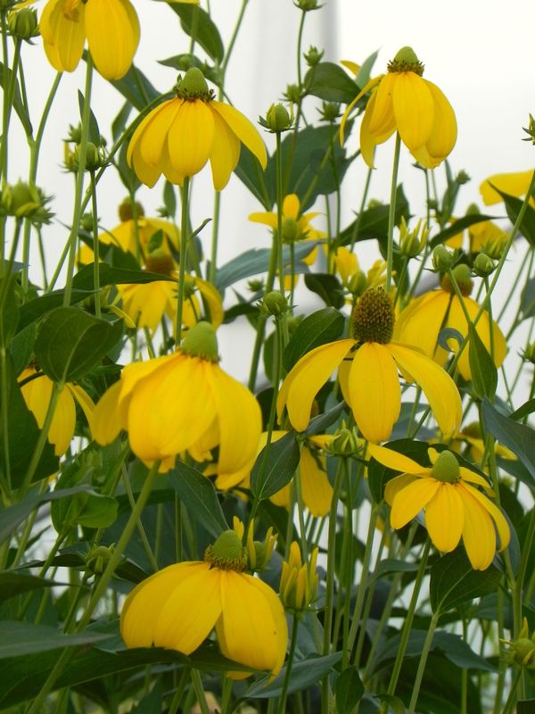 Rudbeckia nitida ‘Herbstsonne’
