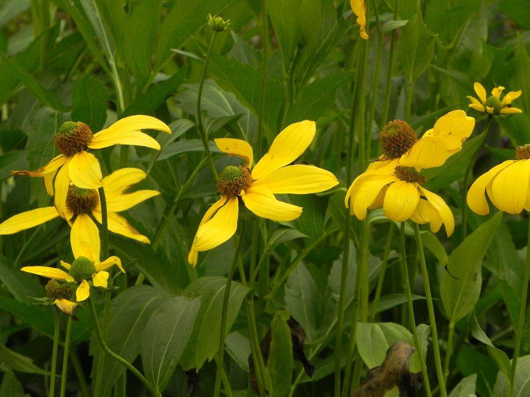 Rudbeckia nitida ‘Herbstsonne’