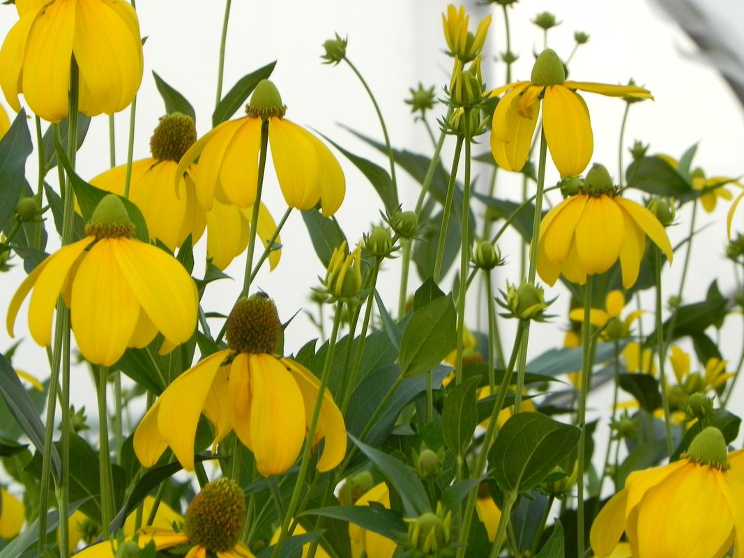 Rudbeckia nitida ‘Herbstsonne’