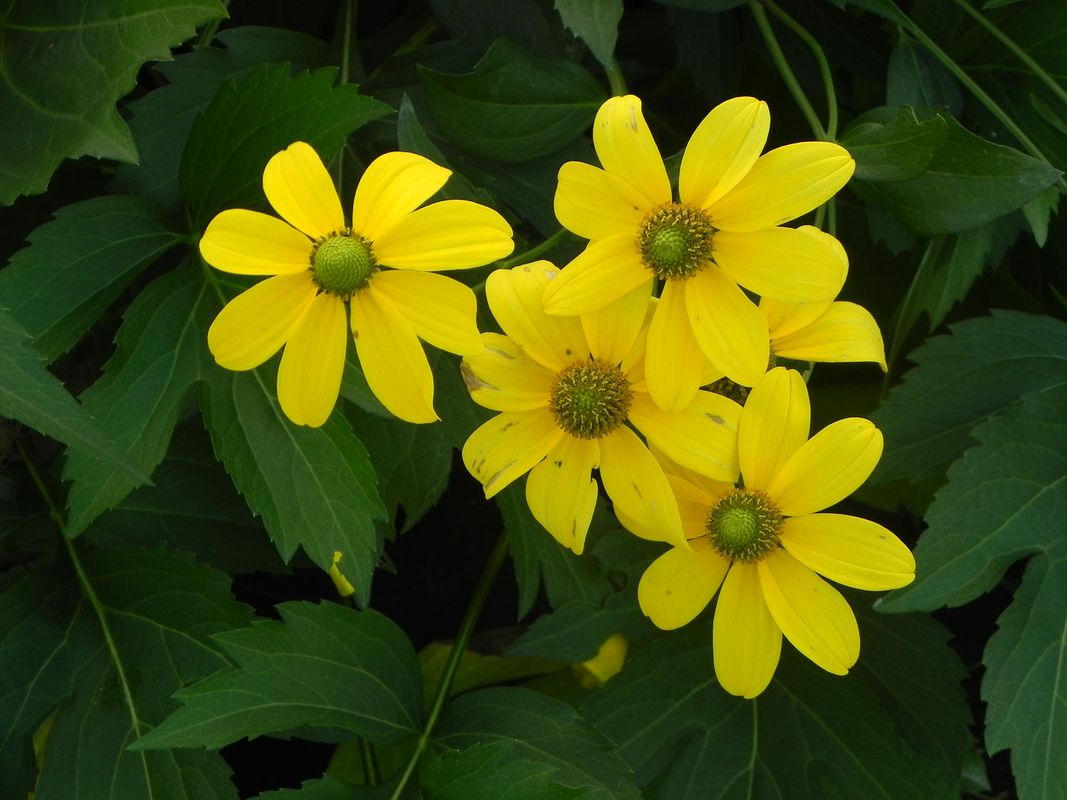 Rudbeckia nitida ‘Herbstsonne’