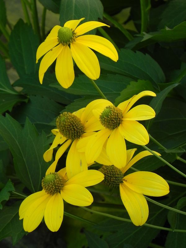 Rudbeckia nitida ‘Herbstsonne’
