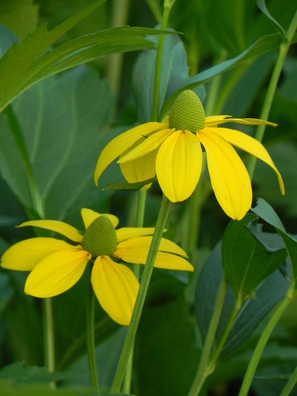 Rudbeckia nitida ‘Herbstsonne’