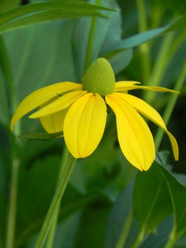 Rudbeckia nitida ‘Herbstsonne’