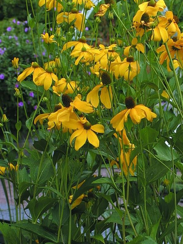 Rudbeckia nitida ‘Juligold’
