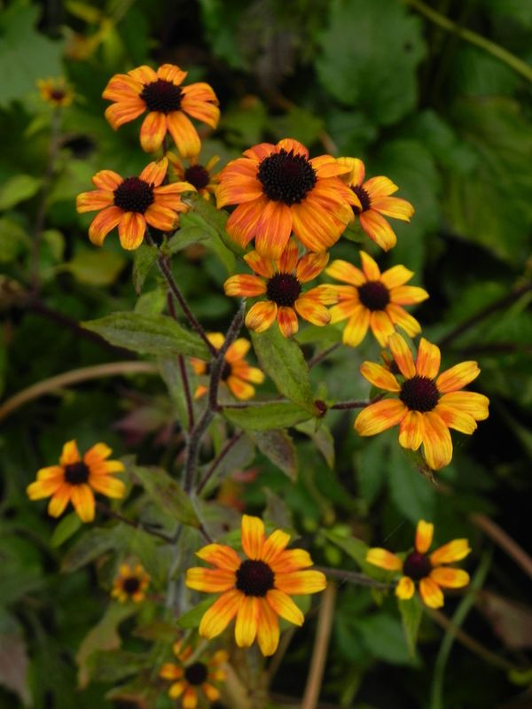 Rudbeckia triloba ‘Prairie Glow’