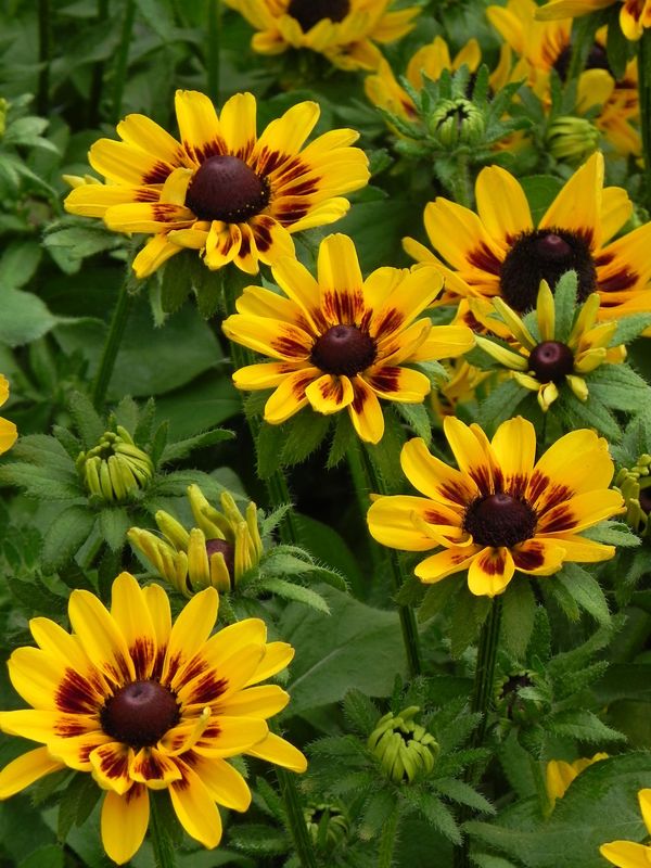 Rudbeckia x ‘Giggling Smiley Z’