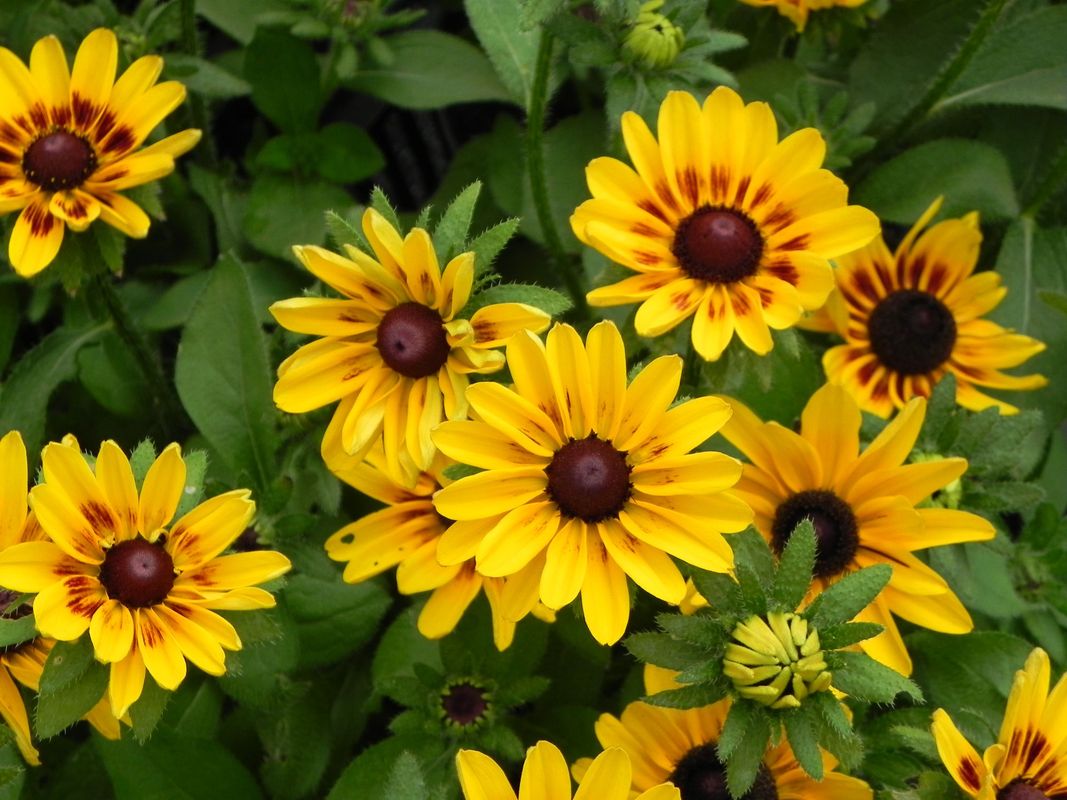 Rudbeckia x ‘Giggling Smiley Z’