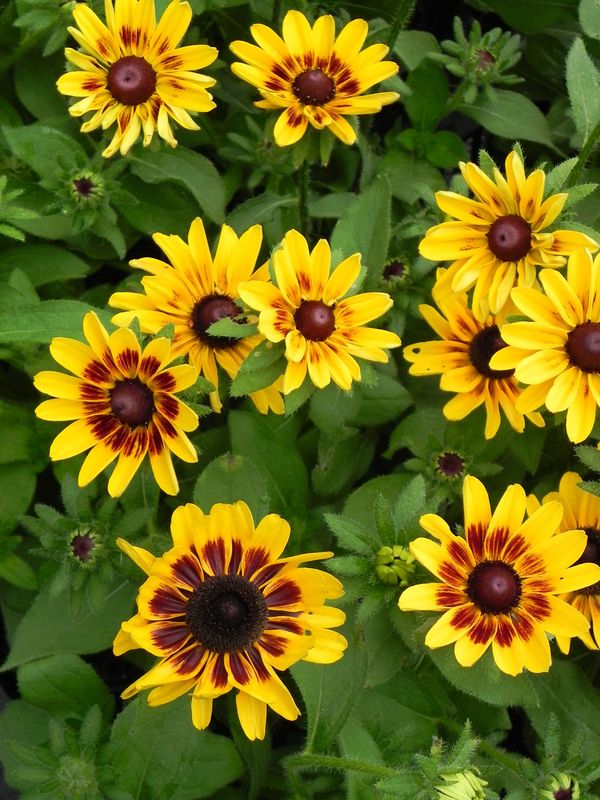 Rudbeckia x ‘Giggling Smiley Z’