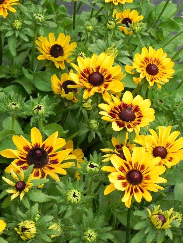 Rudbeckia x ‘Giggling Smiley Z’