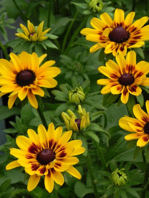 Rudbeckia x ‘Giggling Smiley Z’