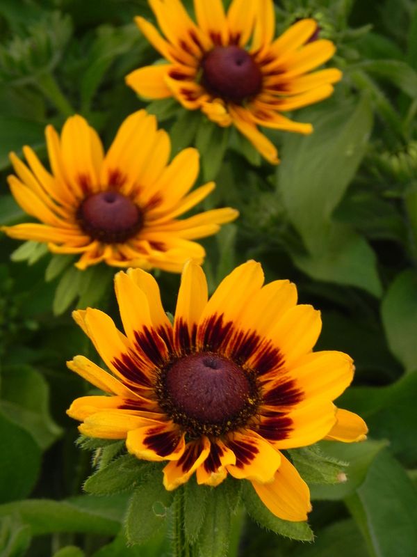 Rudbeckia x ‘Giggling Smiley Z’