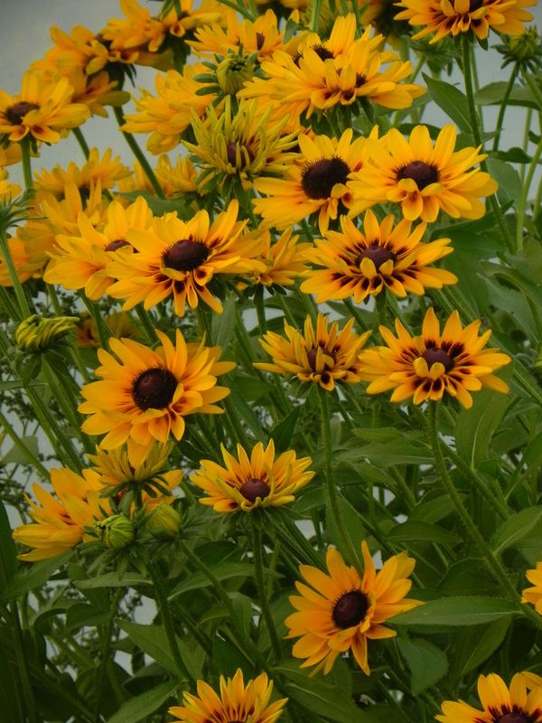 Rudbeckia x ‘Giggling Smiley Z’