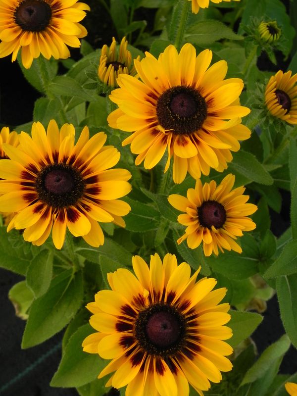 Rudbeckia x ‘Giggling Smiley Z’