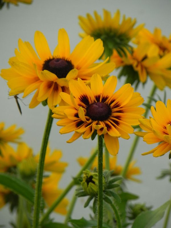 Rudbeckia x ‘Giggling Smiley Z’