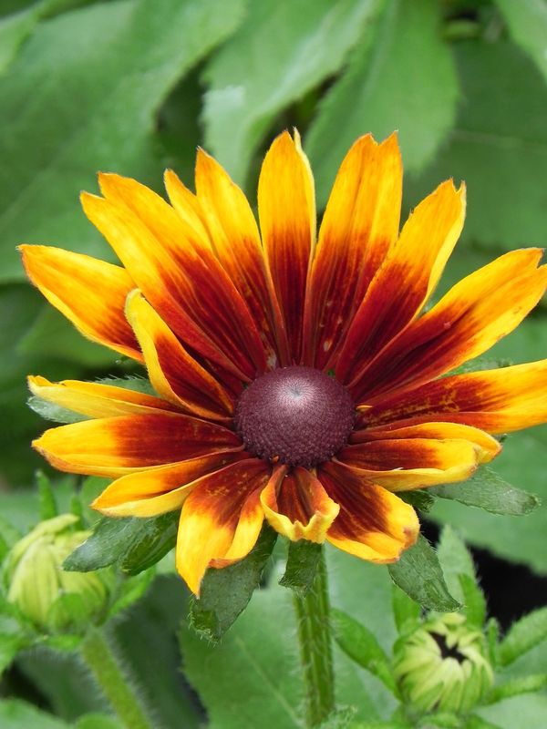 Rudbeckia x ‘Laughing Smiley Z’