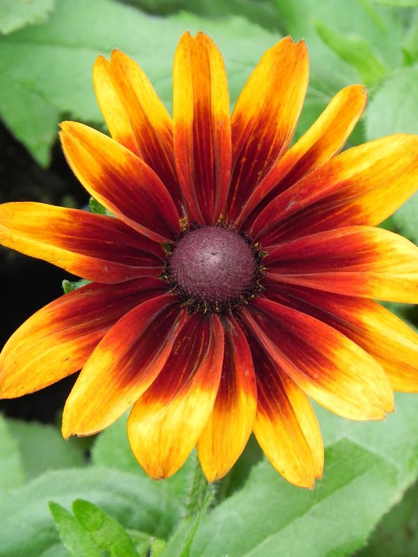 Rudbeckia x ‘Laughing Smiley Z’