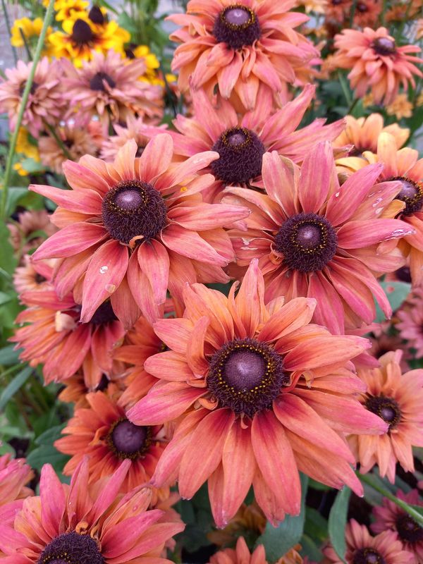 Rudbeckia x ‘Flamenco True Red’