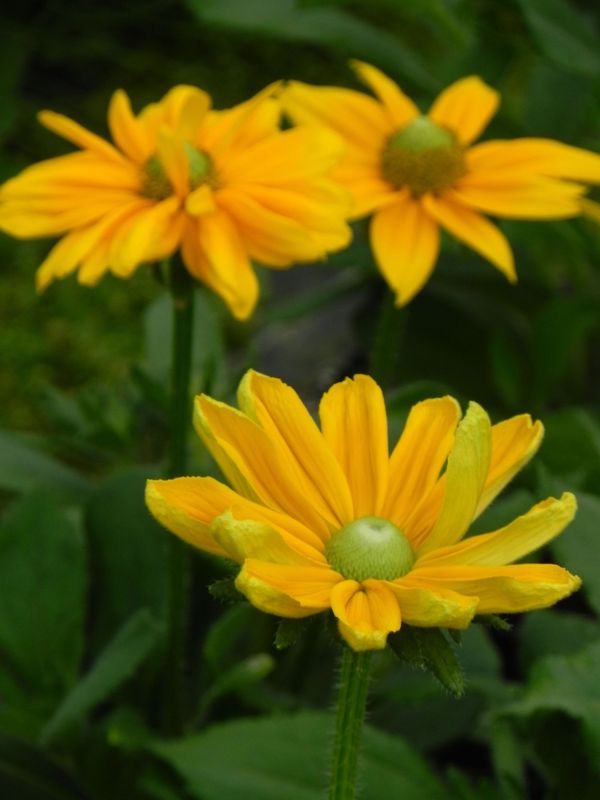 Rudbeckia x ‘Passion Smiley Z’