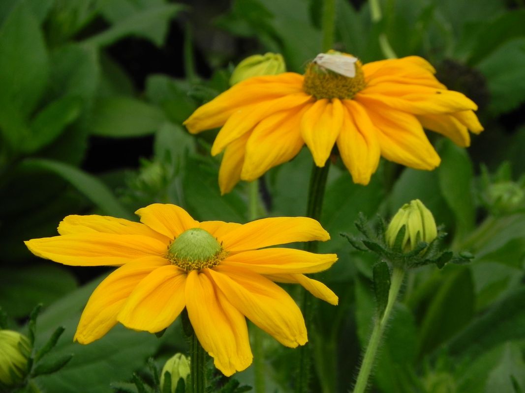 Rudbeckia x ‘Passion Smiley Z’